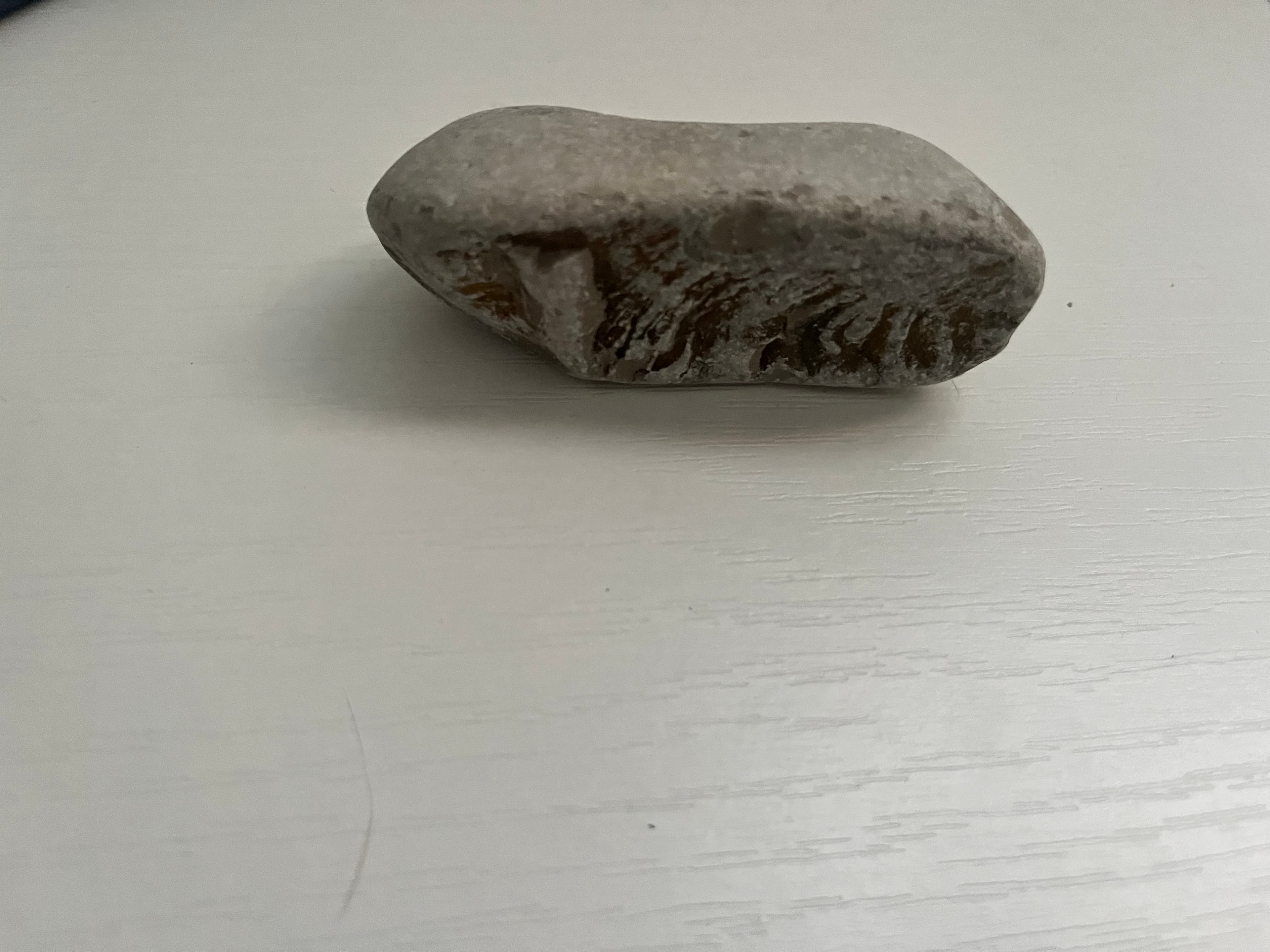 Petoskey-Like Fossil Stone – Black Sea Natural Beach Specimen – Abkhazia